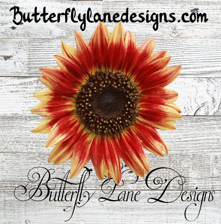 Deep Red-Burnt Orange Sunflower :: Clear Decal :: VC Decal