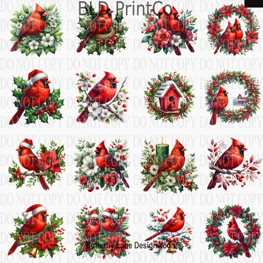 CAPS 61 Winter Cardinals