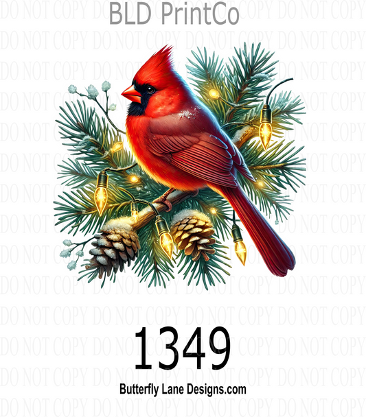 D1349 Winter Cardinal