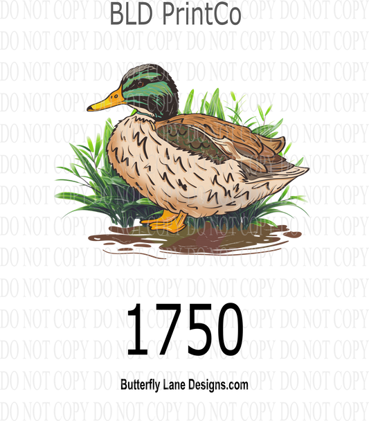 D1750 Mallard Duck