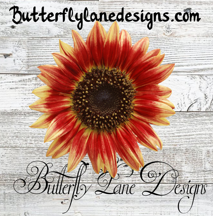 Deep Red-Burnt Orange Sunflower  :: Clear Decal :: VC Decal